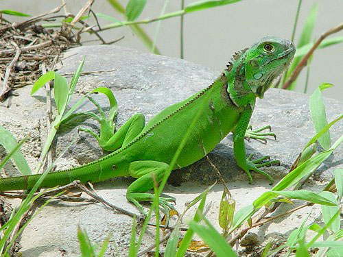 disponibles a la venta iguanas verdes en guat - Imagen 2