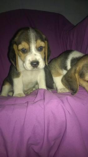 preciosos Beagle listos para que se vallan a  - Imagen 1