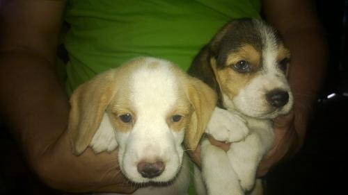 preciosos Beagle listos para que se vallan a  - Imagen 2