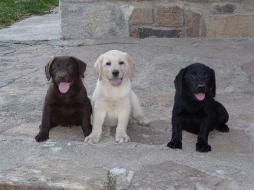 Cachorros de labrador con pedigree Excelente - Imagen 1