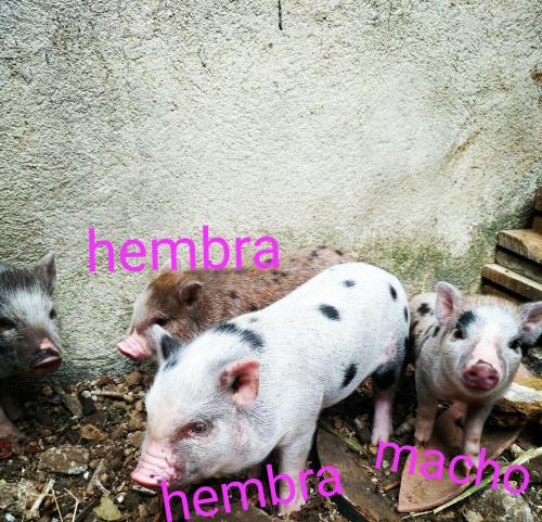 disponibles cerdos miniatura en guatemala inf - Imagen 3