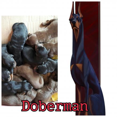 Hermosos cachorros Doberman machos y hembras - Imagen 1