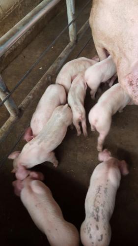 vendo cerdos entre 45/60 dias de nacido cell: - Imagen 1