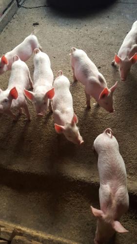 vendo cerdos entre 45/60 dias de nacido cell: - Imagen 3