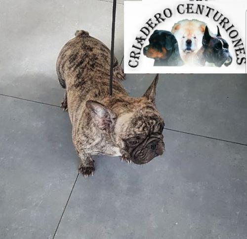 Hembra Bulldog frances a 2 a 3 meses por entr - Imagen 2