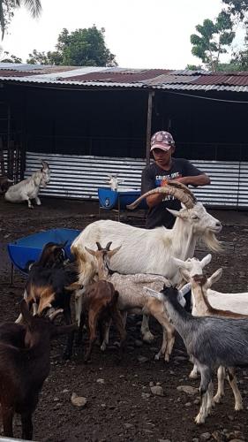 disponibles cabras lecheras en guatemala dife - Imagen 1