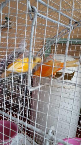 Vendo pareja de canarios Macho favtor rojo  - Imagen 1