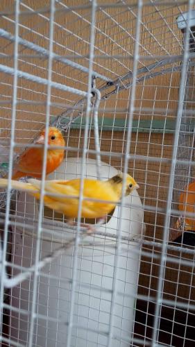 Vendo pareja de canarios Macho favtor rojo  - Imagen 2