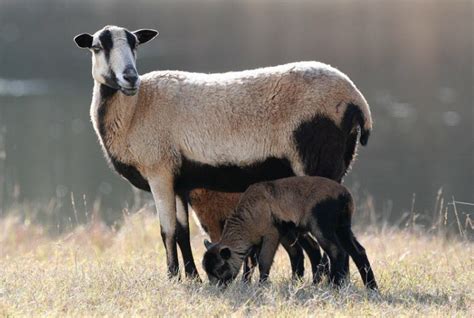 OVEJASVendo lote de ovejas hembras y machos  - Imagen 1