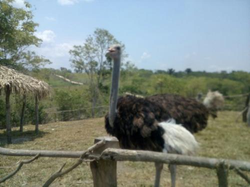 disponibles en guatemala 1 pareja de avestruz - Imagen 1