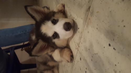 Hermosa cachorra Siberian husky de 3 meses de - Imagen 1