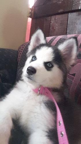 Hermosa cachorra Siberian husky de 3 meses de - Imagen 3