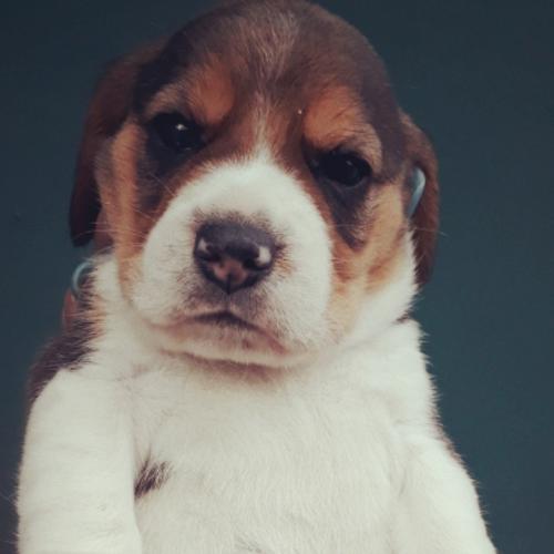 Vendo hermosos cachorros beagle 100% puros  - Imagen 2