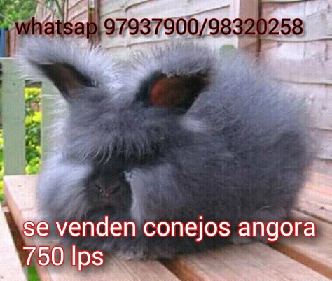 Se vende conejos angora 750 Whatsap 97837900  - Imagen 1