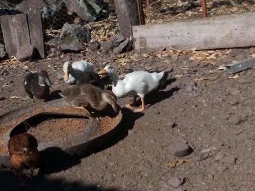 Vendo bonitos patos a 1400 la mancuerna Blan - Imagen 1