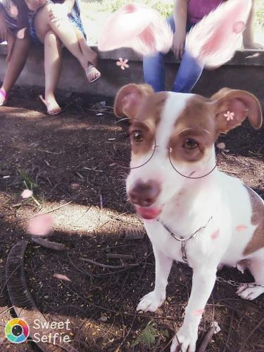Busco Jack Russell Terrier macho para cruzar - Imagen 2