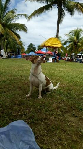 Busco Jack Russell Terrier macho para cruzar - Imagen 3