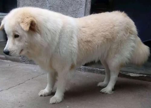 Vendo perra samoyedo 11 meses  Nunca cruzada  - Imagen 1