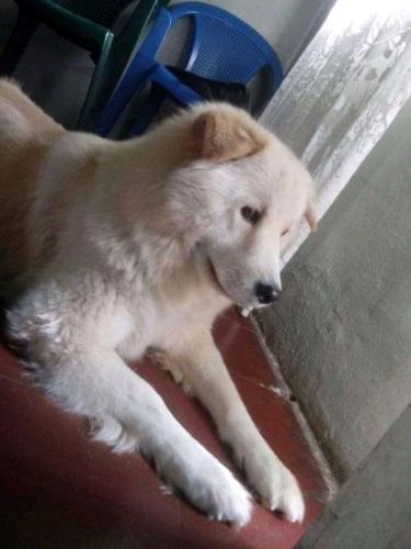Vendo perra samoyedo 11 meses  Nunca cruzada  - Imagen 3