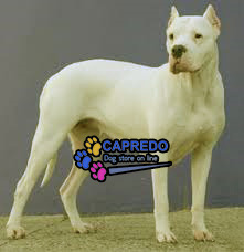 Preciosa cachorra Dogo Argentino pirata raza  - Imagen 3