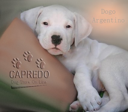 Presa Canario y Dogo Argentino de EL Salvador - Imagen 2