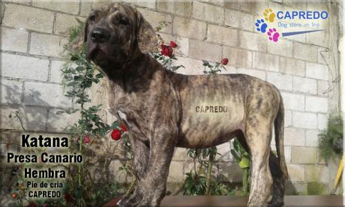 Presa Canario y Dogo Argentino de EL Salvador - Imagen 3