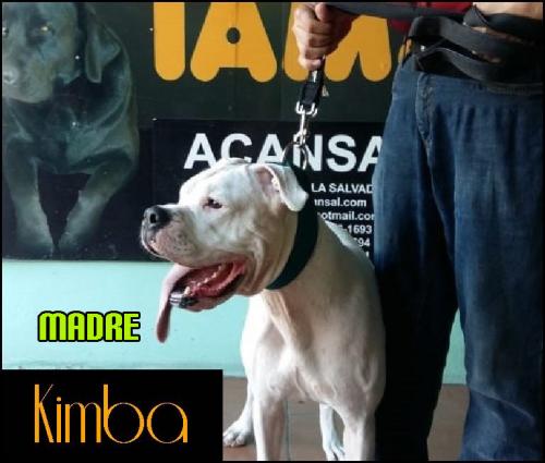 Hermosa Hembra Dogo Argentino 100% Pura Certi - Imagen 3