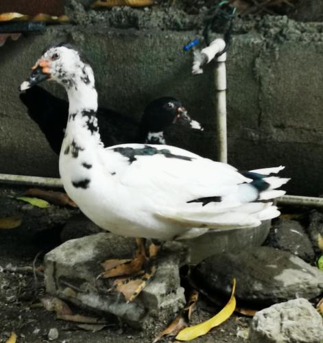 Vendo pato blanco con manchas negras No adul - Imagen 1
