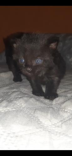 Hermosos gatitos Angoras turco negros sper  - Imagen 2