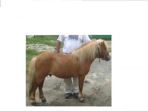Vendo 3 hermosos caballos ponys a exelente pr - Imagen 2