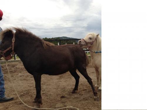 vendo lindo caballo pony raza shetland es una - Imagen 2